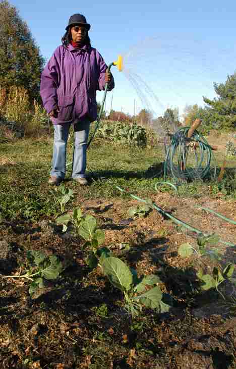 Urbana resident Marion McNeal waters her plot at the Meadowbrook Park Organic Garden Plots on Monday afternoon. McNeal has worked this plot for eight of the 11 years she has been gardening at the Organic Garden Plots. She said all plots have to be cleared David Solana
