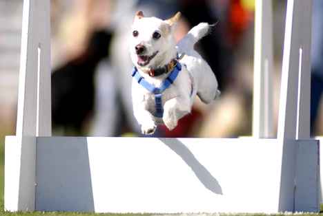 Sparky competes Sunday in a Canine Sports race at Illinois Field. Sparky has been competing for six years. David Solana
