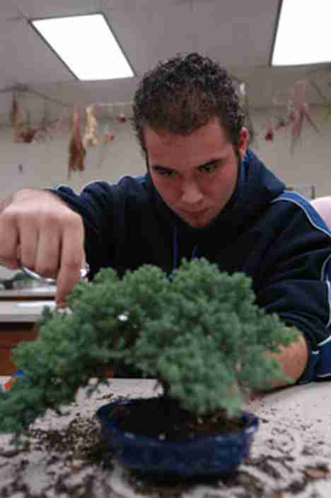 Eddie Campione, sophomore in ACES, trims a little off his bonsai tree at the Horticulture Club´s Bonsai Workshop at the Plant Sciences Lab on Wednesday night. The workshop is offered once a year by the club. Online Poster
