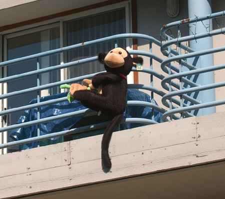 A Monkey Haunts the Balcony Nick Kohout The Daily Illini A stuffed toy monkey hangs from a balcony near the corner of Armory and Locust in Champaign.
