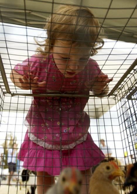 Daily Illini File Photo Annalees McDaniel, 2, stares at the young chickens in a cage at Miller«s Petting Zoo at the Urbana Sweetcorn Festival on Saturday, August 28. 2004.
