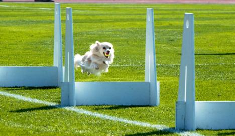 Sunny, a long-haired chihuahua, jumps over a hurdel during a halftime show at the Illinois Soccer game on Sunday afternoon. Sunny´s owner, Marian Stone of Urbana, adopted Sunny form the humain society. Tessa Pelias
