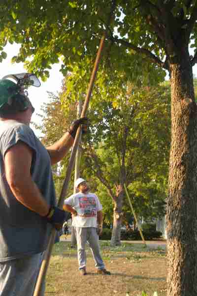 Ed Drider, resident of Villa Grove, watches as Jim Ross, resident of Ogden, trims a tree at the corner of Gregory and Springfield streets in Urbana on Wednesday. The clearing of low-hanging foliage is in preparation for snow removal in the upcoming winter Ben Cleary
