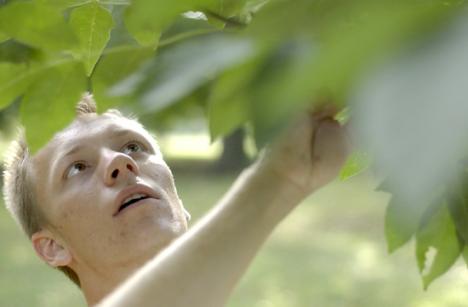 Sophomore in ACES Eddie Manofsky studies leaves of what he thinks are from the white ash tree Wednesday at Carle Park in Urbana. He is collecting specimens for a project due in his dendrology class, and he said of his picks, "I still have no idea if this Dan McDonald
