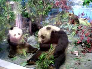 A couple of pandas imitate life behind the glass at a museum in Chengdu, China. Adam Fotos

