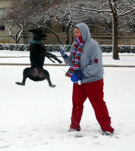 Samantha Schneider senior in engineering walks her dog, Max, on the quad Thursday morning. He just loves catching snowballs in his mouth. Amelia Moore
