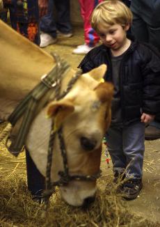 Brayden Wendt, 2, watches on as five-year-old Ellie, the Jersey cow, eats a snack during the Veterinary Medicine Open House on Saturday afternoon. The public could experience firsthand milking cows such as Ellie. Adam Babcock
