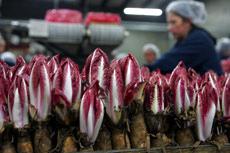 Amparo Garcia, right, packs up red endive at the California Vegetable Specialties indoor farm in Rio Vista, Calif., April 20. The Associated Press
