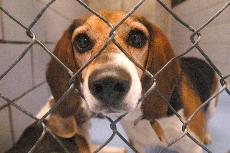 Susie, who is 9 years old, leans through the gate of her kennel while Hercules, 7, gazes out of from behind her. Both beagles are available for adoption at the Champaign County Humane Society, 1911 E. Main Street in Urbana. Amelia Moore
