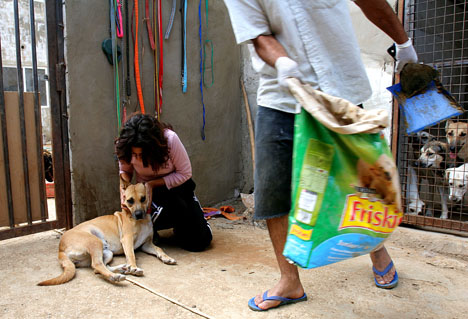 A Beirut for the Ethical Treatment of Animals (BETA) volunteer pets a dog at a farm in Monteverde, 15 kilometers (9 miles) east of Beirut, Lebanon, Saturday, Sept. 23, 2006. Some 300 homeless dogs and cats, many left behind by owners who fled Lebanon duri AP Photo/Petros Karadjias
