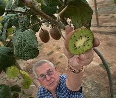 Bruce Myers poses with a kiwi he cut on the vine at his ranch in Exeter, Calif. Kiwi is expected to expand to about a $23 million crop in California this year. Gary Kazanjian, The Associated Press
