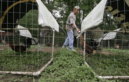 Chris Stewart feeds his hens and roosters in Livingston, La., April 4. Cockfighting, a pastime of the Bayou State, may finally come to an end due to political pressure from animal rights groups, but the practice has an ardent following that believe hurric Alex Brandon, AP
