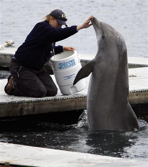 A trainer, left, touches the nose of U.S. Navy dolphin "Shasta" during a demonstration at the U.S. Navy Marine Mammal Program facility at Naval Base Point Loma in San Diego, Thursday, April 12, 2007. The facility houses and trains about 75 dolph AP Photo/Denis Poroy
