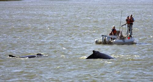 Veterinarians on a boat shoot custom-made syringes with 8-inch needles at two wayward humpback whales, in the Sacramento River near Rio Vista, Calif., Saturday, May 26, 2007, in what wildlife officials said was the first time antibiotics have ever been ad The Associated Press
