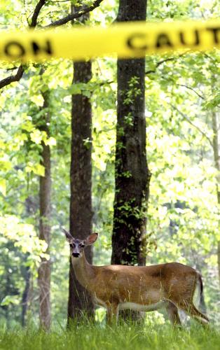 A doe watches from an area surrounded by caution tape on May 24 in Carbondale, Ill. Wildlife and public safety officials at Southern Illinois University are warning to steer clear of deer there this time of year. Pamela Kay Schmalenberger, AP
