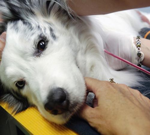 Hogan, an 8-year-old Australian shepherd, relaxes as he donates blood at the Animal Emergency and Treatment Center in Grayslake, Ill., on May 31. Hogan donates blood to other dogs every eight weeks. Scott M. Bort, The Associated Press
