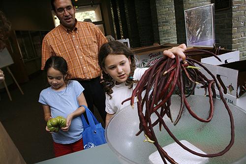 Atara Zibitt, 7, weighs a hand full of red noodle beans as Howie Slomka, center, and daughter Liana Slomka, 7, wait in line while picking up their allotment of produce at Congregation Shearith Israel. THE ASSOCIATED PRESS, JOHN AMIS
