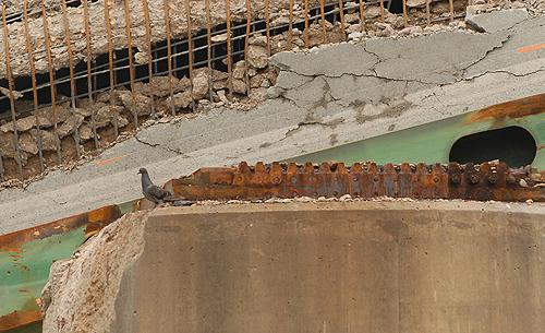 A pigeon perches on the remains of the collapsed Interstate 35W bridge on Tuesday in Minneapolis. Weakened by heavy trucks and missing bolts, the failed bridge also faced a more mundane enemy: birds. THE ASSOCIATED PRESS, JANET HOSTETTER
