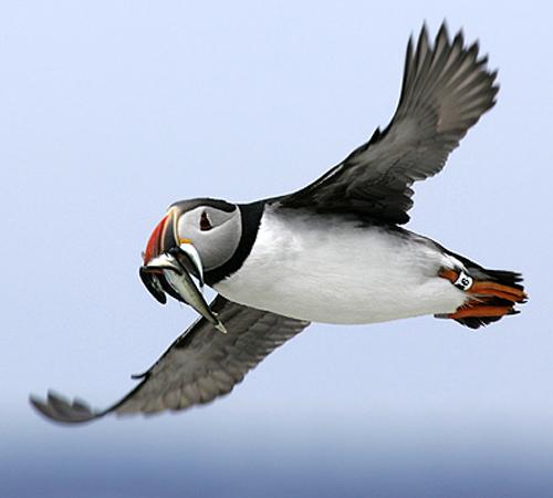 An Atlantic puffin flies with a mouthful of hake on its way to feed its chick on July 9 on Eastern Egg Rock, Maine. The leg band helps researchers, who camp out in the wilderness to protect the birds, collect data on specific animals. THE ASSOCIATED PRESS, ROBERT F. BUKATY
