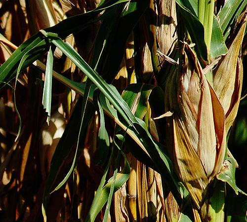 Illinois farmers have increased production and acreage of corn this year, which puts the nation at its highest level since 1944. Soy production decreased as farmers yielded to higher corn prices fueled by ethanol. Erica Magda
