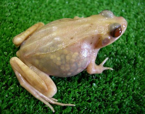 In this undated photo released Oct. 1 by Hiroshima University Institute for Amphibian Biology, a transparent frog successfully bred by a team of Japanese scientists at the institute in Higashi, Hiroshima is shown. THE ASSOCIATED PRESS

