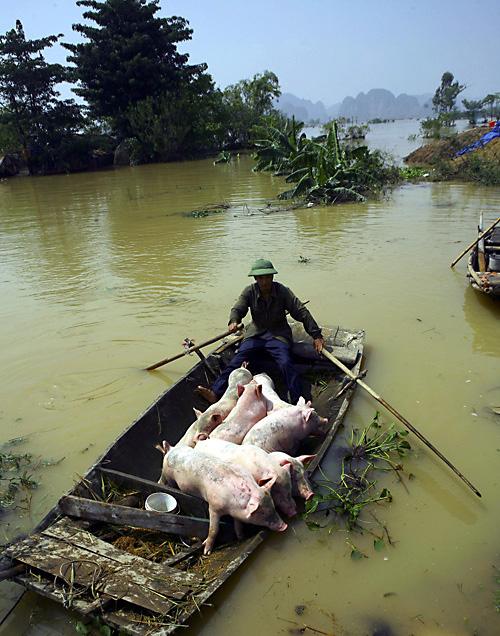 A+farmer+evacuates+his+pigs+out+of+the+flooded+area+in+Ninh+Binh+province%2C+Vietnam%2C+Sunday.+In+addition+to+Vietnam%2C+Krosa+lashed+Taiwan+while+China+prepared.+The+Associated+Press%0A