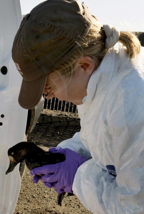 Cyndy Shafer, an environmental scientist from the California State Parks system, tends to an oil-covered birds that she rescued at the Berkeley Marina in Berkeley, Calif. on Sunday, Nov. 11, 2007. Coast Guard investigators on Sunday were trying to determi The Associated Press, Paul Chinn
