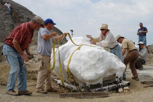 In an undated photo, scientists from the University of Manchester and excavation team members prepare to move the dinosaur mummy. Phillip Manning, The Associated Press
