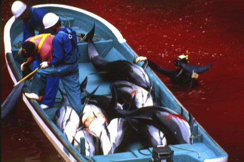 In this photo released by Sea Shepherd Conservation Society, fishermen work on a boat of freshly caught dolphins as a diver lifts a tail from the blood-filled water in Taiji, Japan, in this Oct. 6, 2003 file photo. Brooke McDonald, The Associated Press
