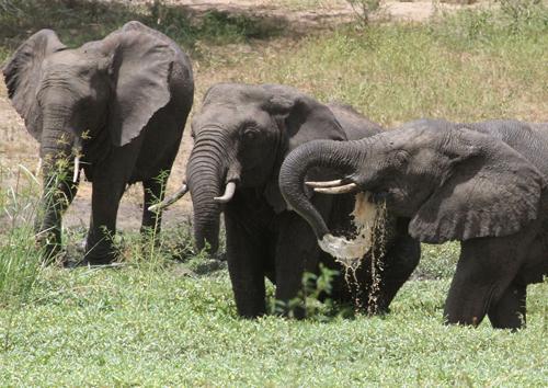 Elephants at a watering hole in Tembe Elephant Park in the Northern KwaZulu Natal province in Jan 2007. South Africa will allow the culling of elephants for the first time since 1994, said a government notice Monday, Feb, 25, 2008. Denis Farrell, The Associated Press
