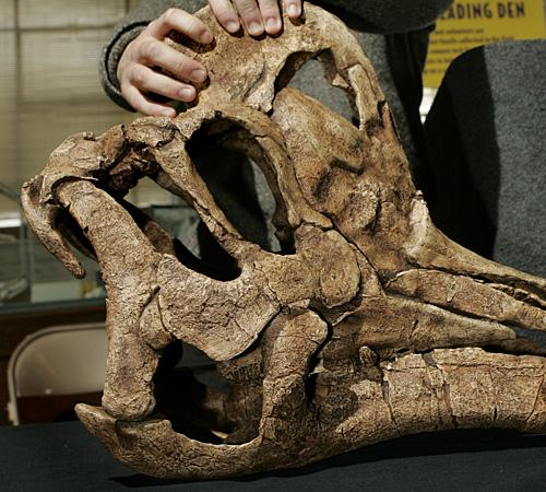 Utah paleontologist Terry Gates holds the bill on a skull replica of a new species of duck-billed dinosaur during a news conference Tuesday, Feb. 12, 2008, in the Utah Museum of Natural History at the University of Utah in Salt Lake City. Douglas C. Pizac, The Associated Press
