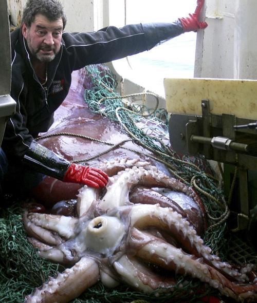 In this Feb. 22, 2007, file photo, released by New Zealand Fisheries Department, shown is an unidentified New Zealand fisherman with a giant squid caught in the Ross Sea, Antarctica. Scientists have begun thawing the squid. The Associated Press
