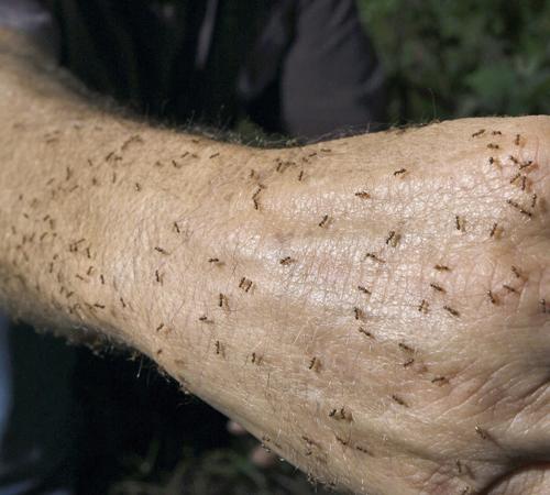 Tom Rasberry, an exterminator, lets crazy rasberry ants, named after him, crawl on his arm, Tuesday, May 13, 2008, in Deer Park, Texas. The ants are throwing off the balance of nature as they feast on beneficial insects, researchers say, noting that even David J. Phillip, The Associated Press
