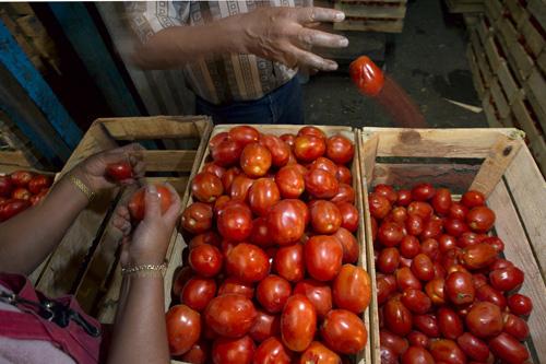 Workers separate tomatoes at the sprawling Central de Abastos market in Mexico City on Tuesday. In response to the recent salmonella outbreak, major Mexican tomato growers have stopped shipments to the United States while U.S. authorities investigate the Gregory Bull, The Associated Press
