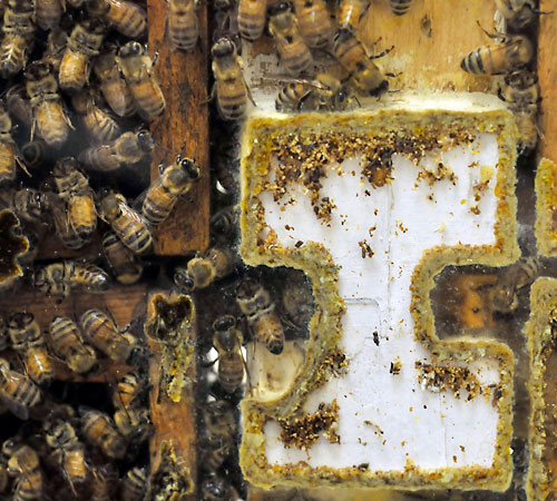 Bees crawl around inside of a hive that is housed in the Bee Research Facility located in Urbana on Friday morning. The research facility has around 100 colonies of honey bees. Erica Magda
