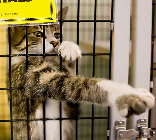 Tiger, a 3-month-old tabby cat reaches out of his cage on Wednesday afternoon. Tiger was dropped off at the Champaign County Humane Society last month by an owner who did not have time to care for him. Students do not always realize the commitment it take Erica Magda
