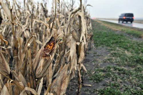 Cornstalks stand in a field near Wright Street and Windsor Road in Champaign on Wednesday. The late freeze ended the growing season. Erica Magda
