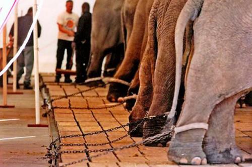 **FILE**This undated file photo, provided by Born Free USA, is among the images placed in evidence by a coalition of animal welfare groups in their lawsuit against Ringling Bros. Circus claiming that circus elephants are sometimes chained for days at a time. The coalition requested an injunction Wednesday, May 21, 2008, to halt the practice while battling to bring its long-running lawsuit to trial. (AP Photo/Born Free USA, Bradley Stookey) **NO SALES **
