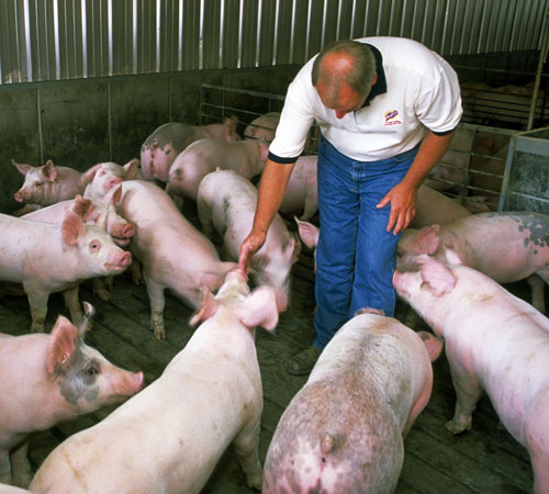 In the pigpen: UI swine researchers dont mind a little dirt