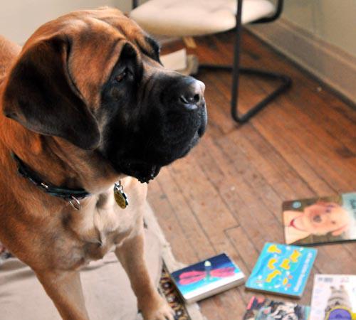 Magic, a mastiff, stands near a pile of childrens books at the Orpheum Childrens Museum in Champaign on Sunday, March 15, 2009. Since October, Magic and her owner, Molly McCarter, have been coming to the museum once a month to help children build their reading skills by letting them read to Magic.
