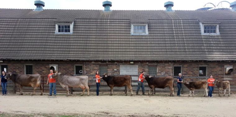 Nellie and the other five living members of the Illini Nellie family line stand outside on the Illinois Dairy Farm on April 13. 