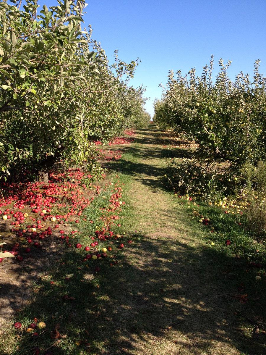 Curtis Orchard: A family for owner Joyce Curtis - The Daily Illini