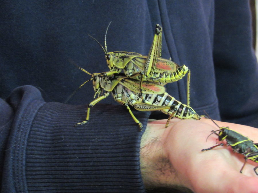 Aron Katz, graduate in LAS, holds the lubber grasshoppers and darkling beetle.
