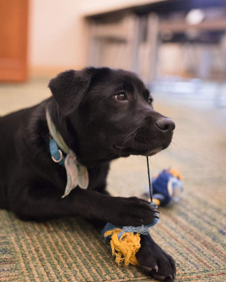 Huff, a black labrador mix, chews on a toy as he waits for his training to resume at the Khan Annex (Huff Hall) on Tuesday, March 10, 2015.