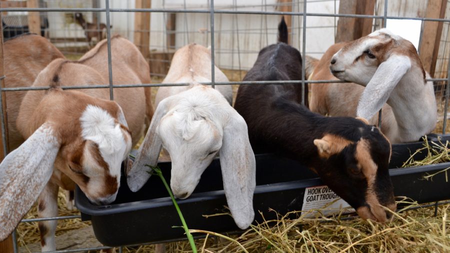 A few goats eat from a trough of straw at the Open House of Prairie Fruits Farm and Creamery on Wednesday, June 3.
