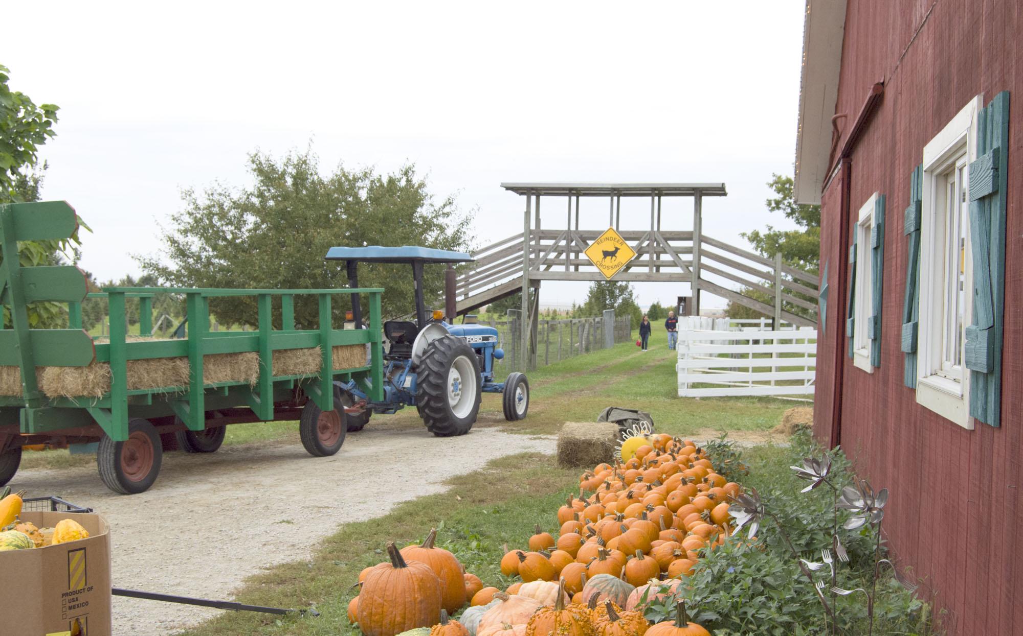 Hardy's Reindeer Ranch provides unique autumn activities - The Daily Illini