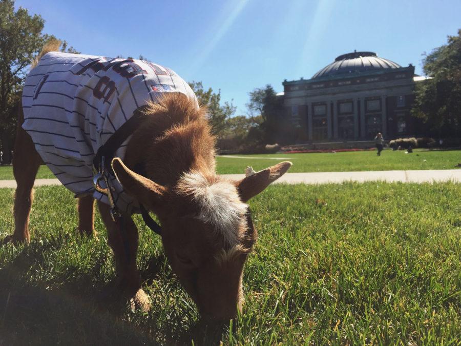 Reversing the curse: UI sophomore looks to lift Cubs curse with pet goat