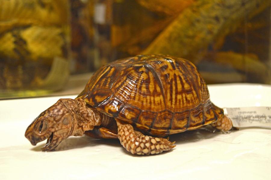 This species of turtle is the Terrapene carolina, otherwise known as the common box turtle. This specimen was collected in Jackson County, Illinois over 75 years ago and is part of a collection from Southern Illinois University Carbondale. 