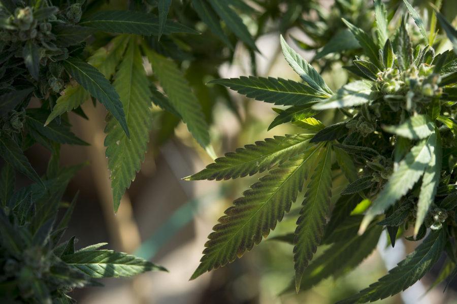 Marijuana grower Basil McMahon with his crop in Grass Valley, Calif., on November 12, 2015. A sweeping new package of laws will reverse years of state silence by regulating and licensing every stage of the medical marijuana industry. &quot;It means Iâ€™ll be able to do what I&apos;m doing without fear of persecution for the first time in my life, for the first time in generations,&quot; McMahon said. (Randall Benton/Sacramento Bee/TNS)