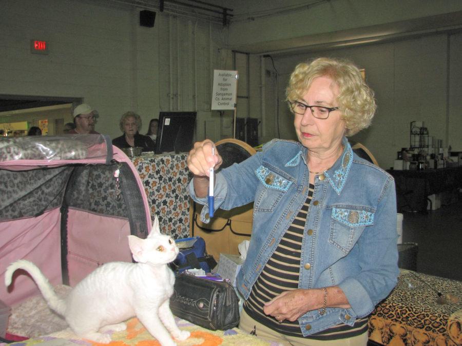 Judges examine the felines in each category. The Illini Cat Club has been affiliated with CFA since 1983.